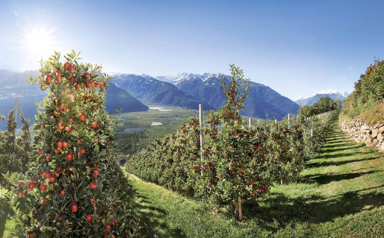  Indennità compensativa per le aree svantaggiate di montagna